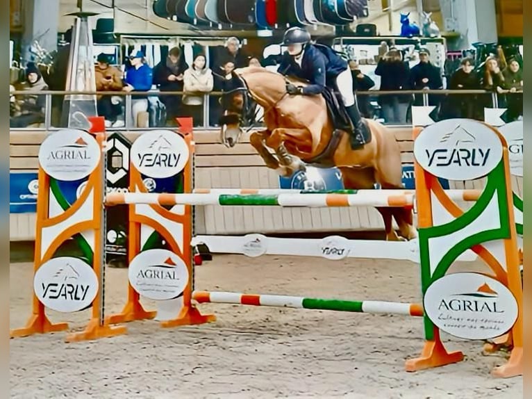 Französisches Reitpony Wallach 9 Jahre 149 cm Fuchs in Maisons-Laffitte