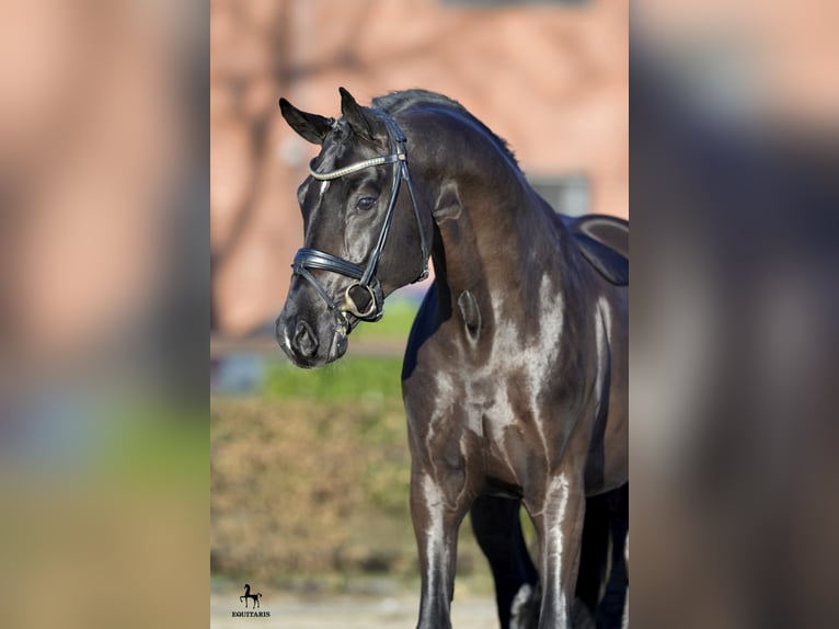 FRASCINO Hannover Stallone Morello in Löningen