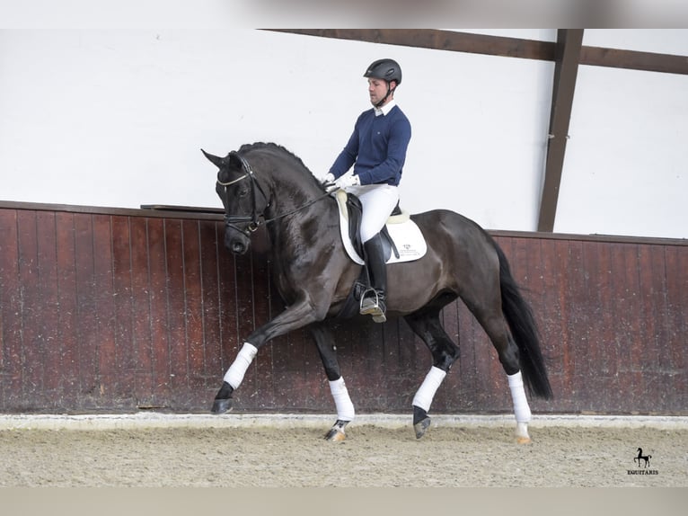 FRASCINO Hannoveranare Hingst Svart in Löningen