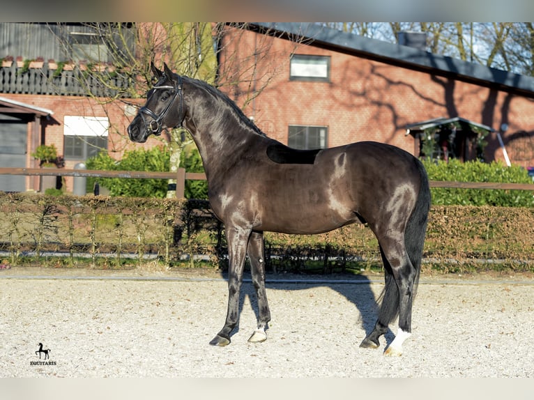 FRASCINO Hanoverian Stallion Black in Löningen