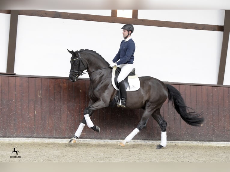 FRASCINO Hanoverian Stallion Black in Löningen