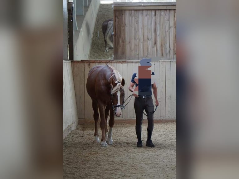 Frederiksborg Caballo castrado 14 años 162 cm Alazán in Lanzenkirchen