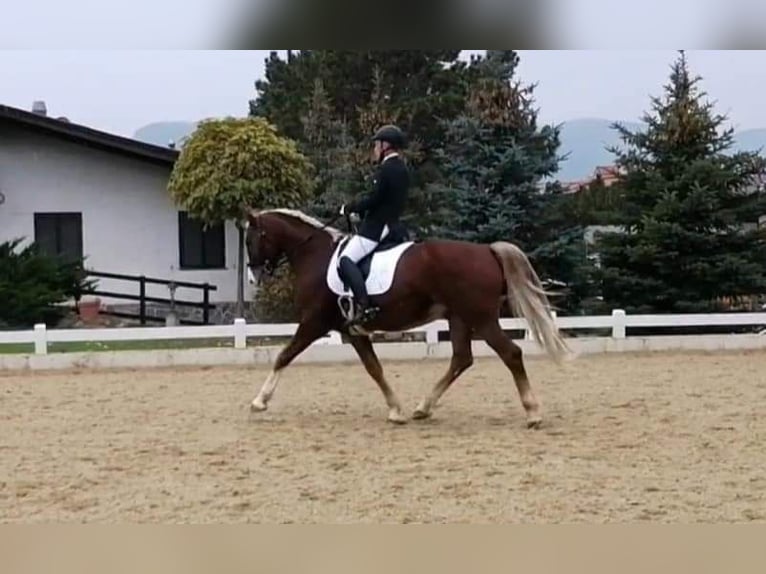 Frederiksborg Caballo castrado 14 años 162 cm Alazán in Lanzenkirchen