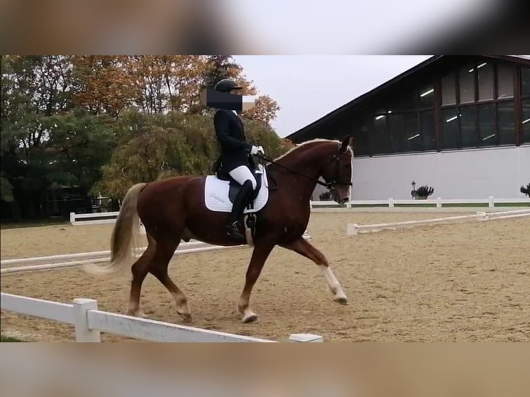 Frederiksborg Caballo castrado 14 años 162 cm Alazán in Lanzenkirchen