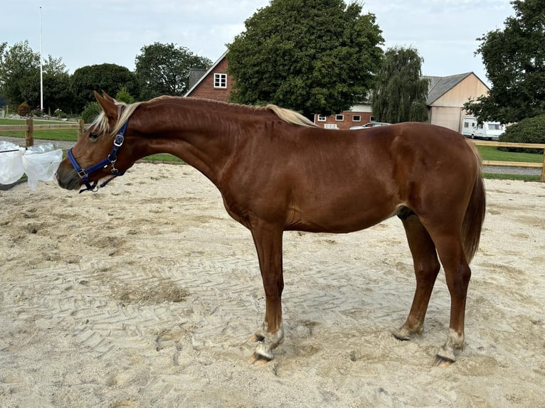 Frederiksborg Caballo castrado 2 años 162 cm Alazán in T&#xF8;nder