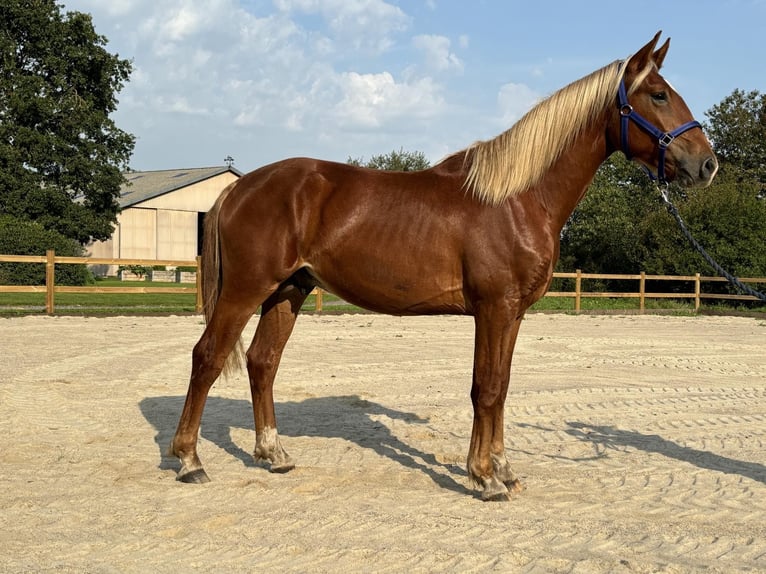 Frederiksborg Caballo castrado 2 años 162 cm Alazán in T&#xF8;nder