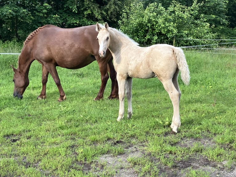 Frederiksborg Étalon 1 Année 165 cm Palomino in Egtved