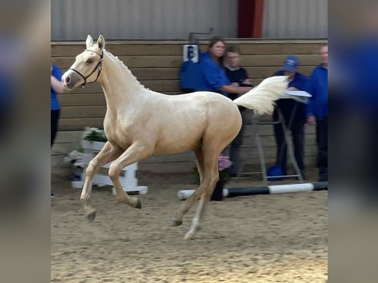 Frederiksborg Étalon 1 Année 165 cm Palomino in Egtved