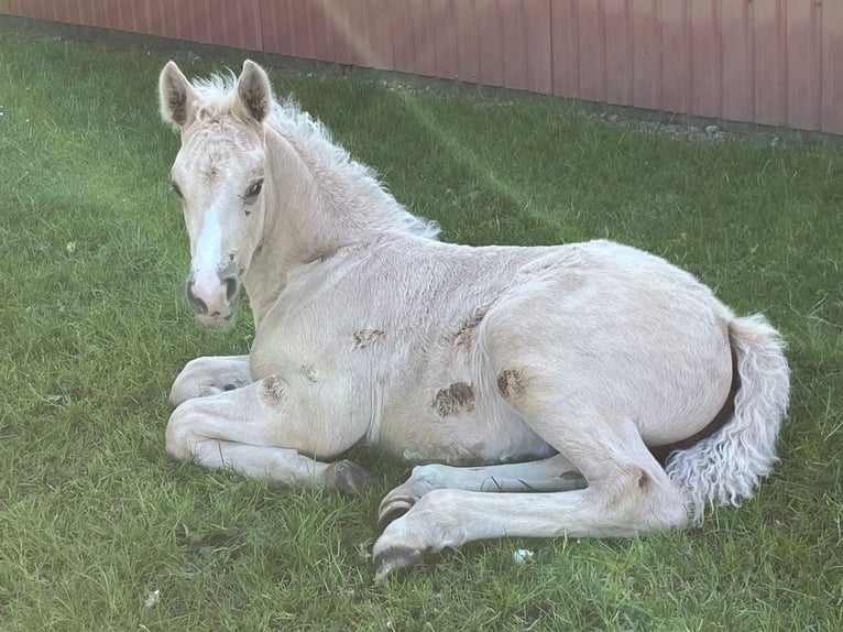 Frederiksborg Étalon 1 Année 165 cm Palomino in Egtved