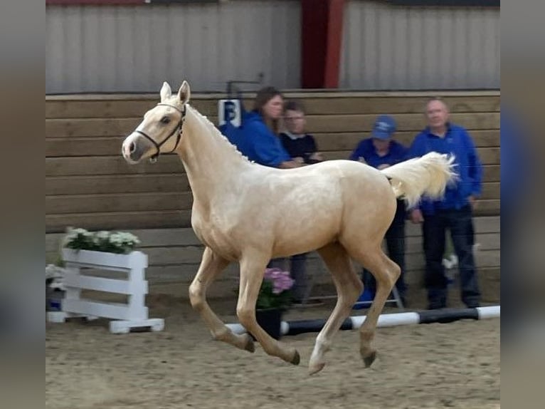 Frederiksborg Étalon 1 Année 165 cm Palomino in Egtved