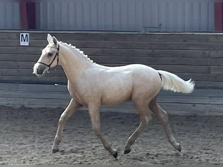 Frederiksborg Étalon 1 Année 165 cm Palomino in Egtved