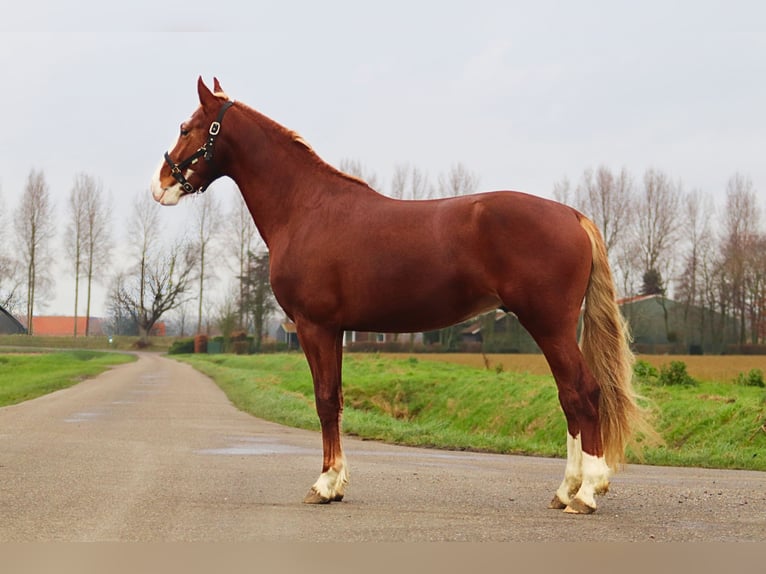 Frederiksborg Étalon 3 Ans 158 cm Alezan brûlé in Goes