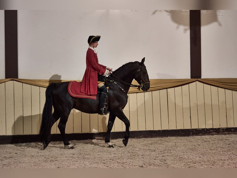 Frederiksborg Étalon 7 Ans Noir in Bückeburg Evesen