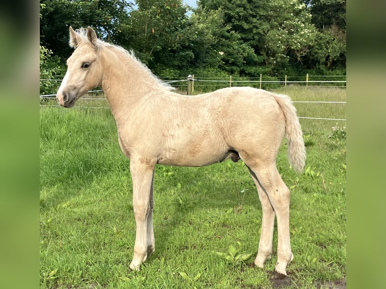 Frederiksborg Étalon  165 cm Palomino in Egtved