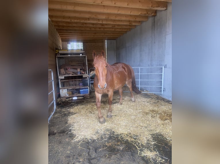 Frederiksborg Gelding 12 years 15,2 hh Chestnut-Red in Titisee-Neustadt