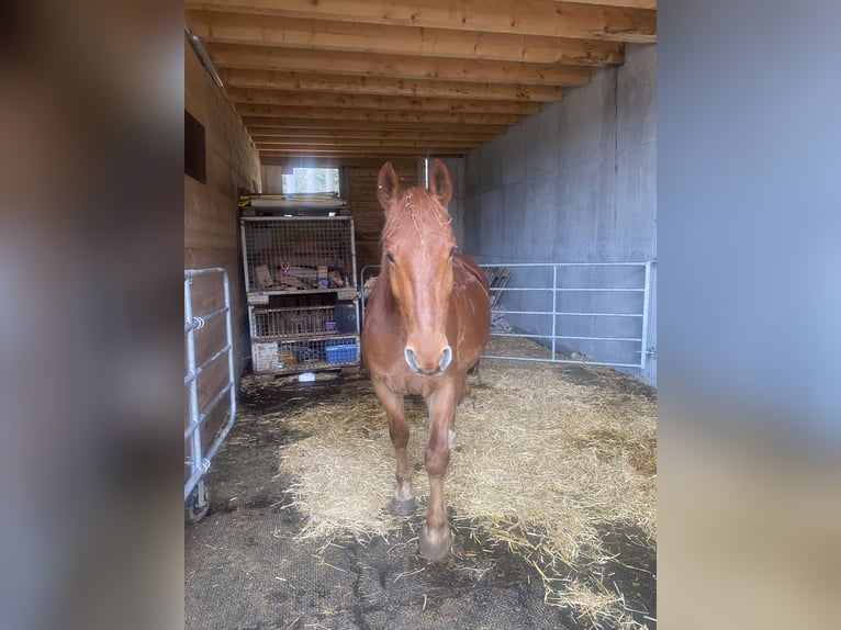 Frederiksborg Gelding 12 years 15,2 hh Chestnut-Red in Titisee-Neustadt