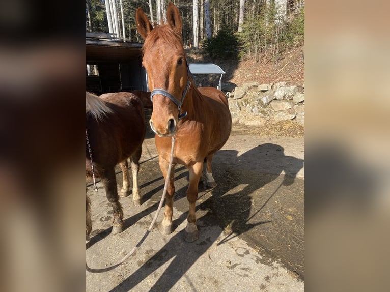 Frederiksborg Gelding 12 years 15,2 hh Chestnut-Red in Titisee-Neustadt