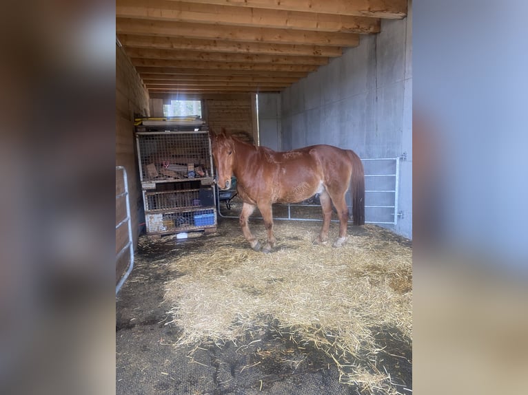 Frederiksborg Gelding 12 years 15,2 hh Chestnut-Red in Titisee-Neustadt