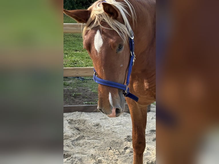 Frederiksborg Gelding 2 years 15,3 hh Chestnut-Red in T&#xF8;nder