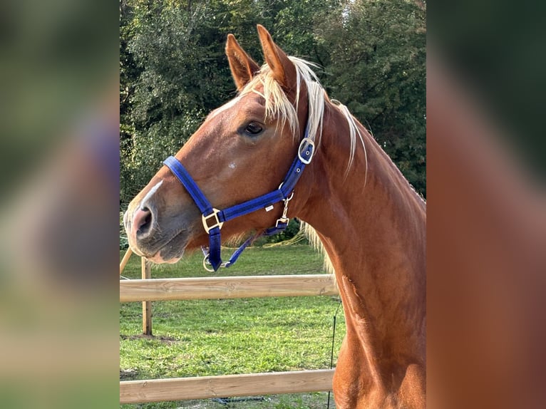 Frederiksborg Gelding 2 years 15,3 hh Chestnut-Red in T&#xF8;nder