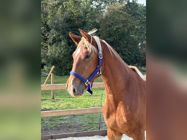 Frederiksborg Gelding 2 years 15,3 hh Chestnut-Red in T&#xF8;nder