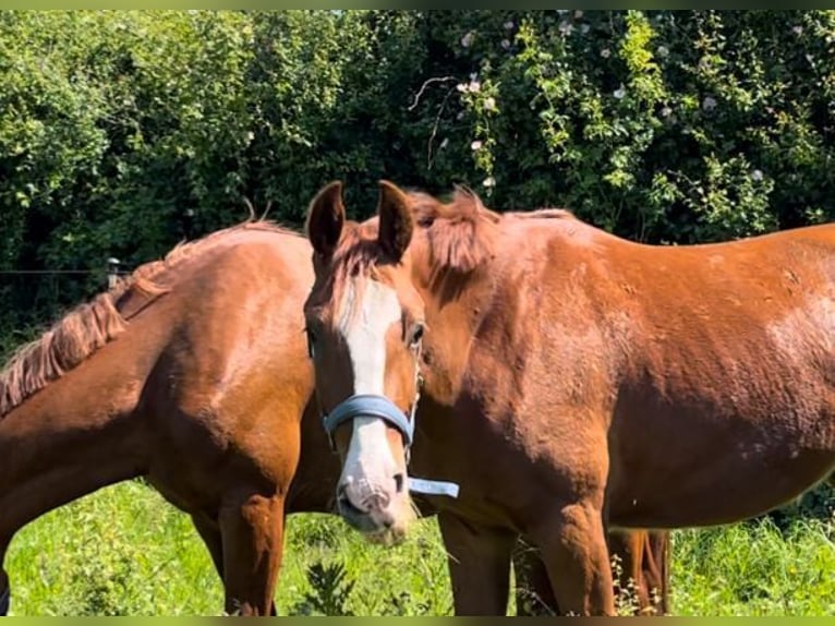 Frederiksborg Gelding 2 years 15,2 hh Chestnut-Red in Marienhof