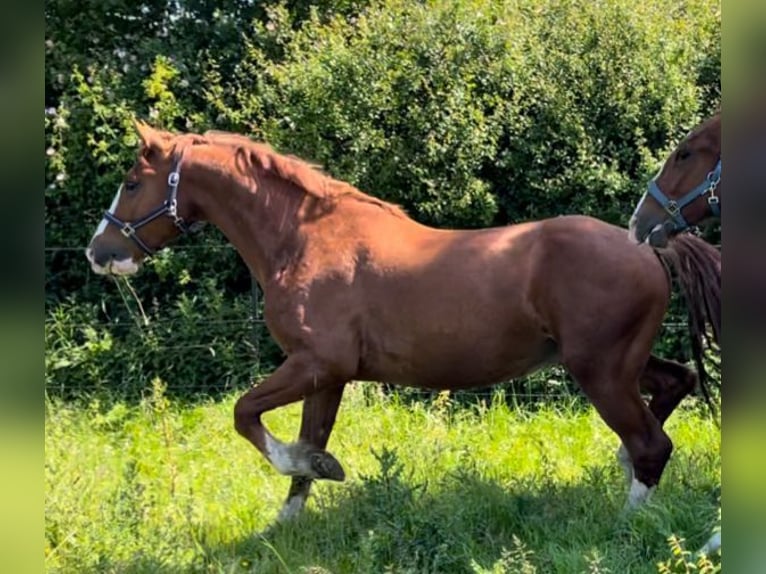 Frederiksborg Gelding 6 years 15,2 hh Chestnut-Red in Marienhof