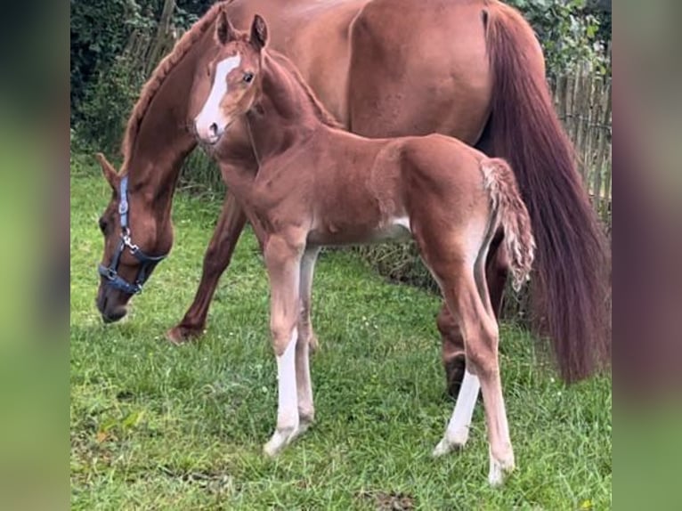 Frederiksborg Hongre 2 Ans 160 cm Alezan in Marienhof