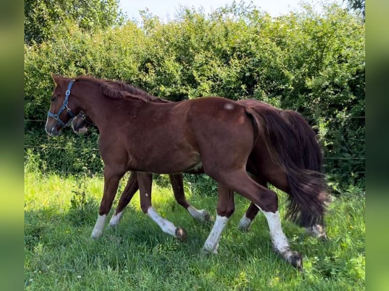 Frederiksborg Hongre 2 Ans 160 cm Alezan in Marienhof