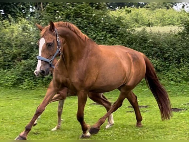 Frederiksborg Hongre 2 Ans 160 cm Alezan in Marienhof