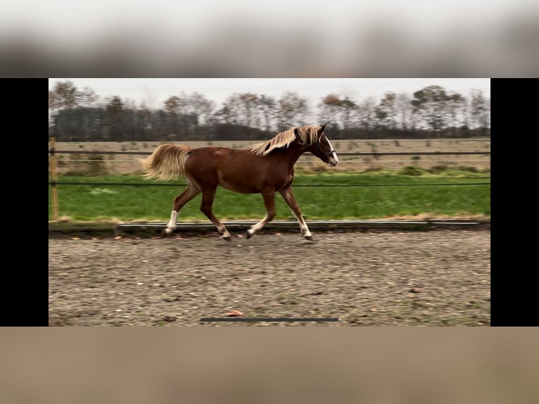 Frederiksborg Jument 2 Ans 160 cm Alezan brûlé in Tønder