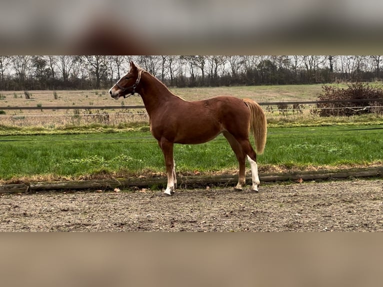 Frederiksborg Jument 2 Ans 160 cm Alezan brûlé in Tønder