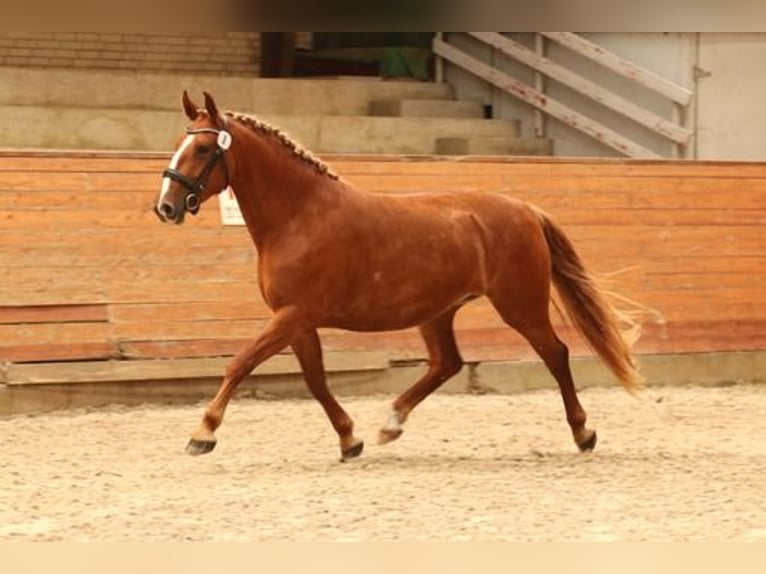 Frederiksborg Jument 4 Ans 160 cm Alezan in Tønder