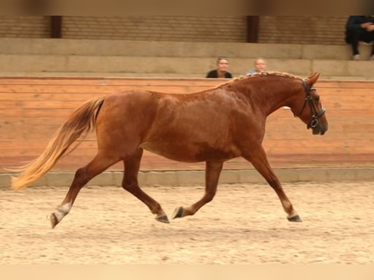 Frederiksborg Jument 4 Ans 160 cm Alezan in Tønder