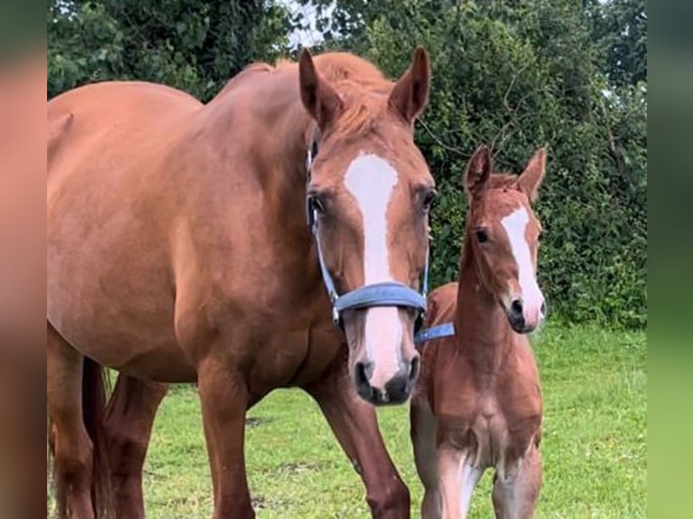 Frederiksborg Mare 18 years 16 hh Chestnut-Red in Marienhof