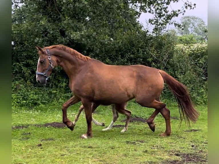 Frederiksborg Mare 18 years 16 hh Chestnut-Red in Marienhof