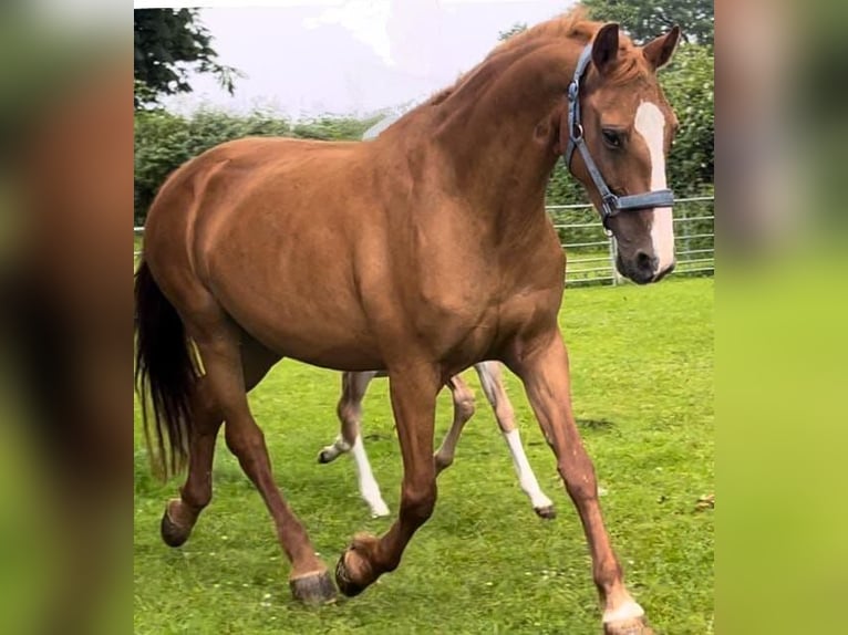 Frederiksborg Mare 18 years 16 hh Chestnut-Red in Marienhof