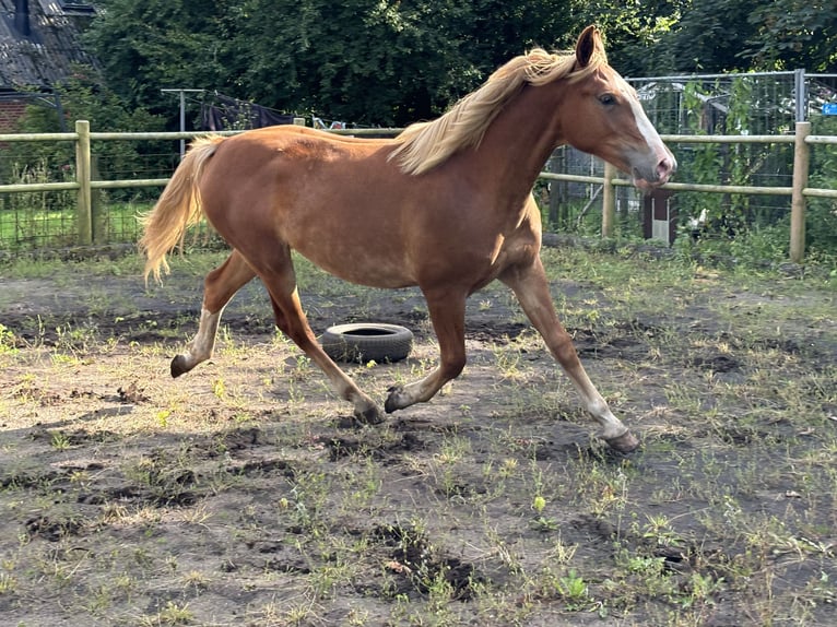 Frederiksborg Mare 1 year 15,2 hh Chestnut-Red in Tønder