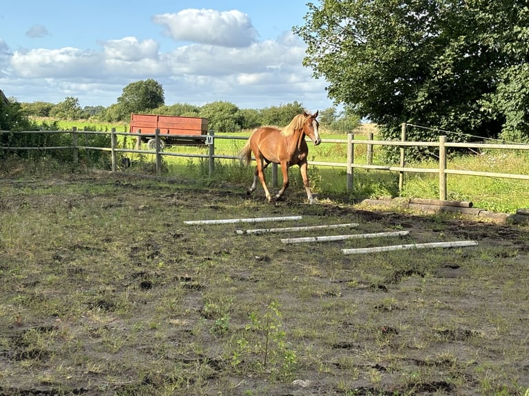 Frederiksborg Mare 1 year 15,2 hh Chestnut-Red in Tønder