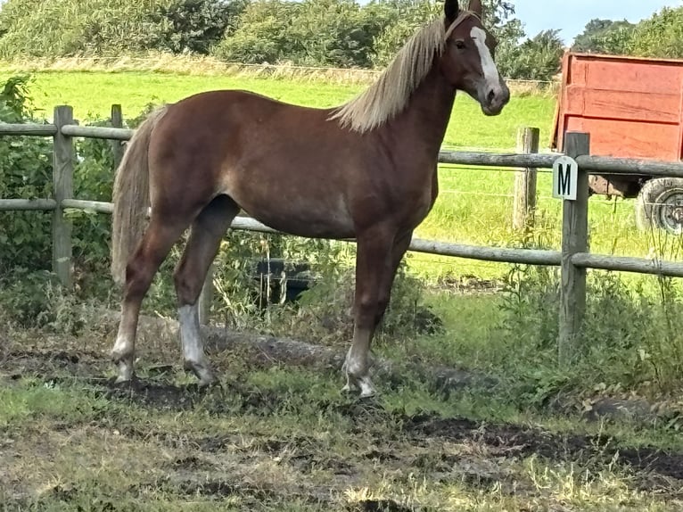 Frederiksborg Mare 1 year 15,2 hh Chestnut-Red in Tønder