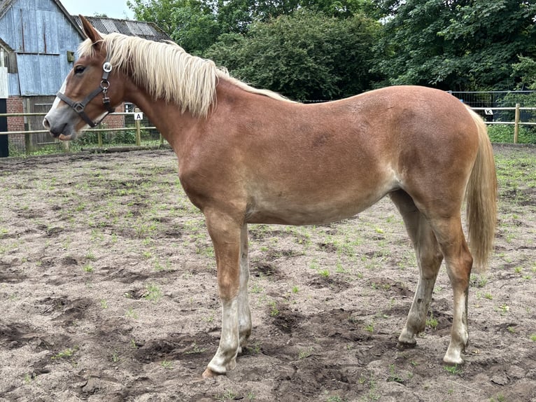 Frederiksborg Mare 1 year 16,1 hh Chestnut in Tønder