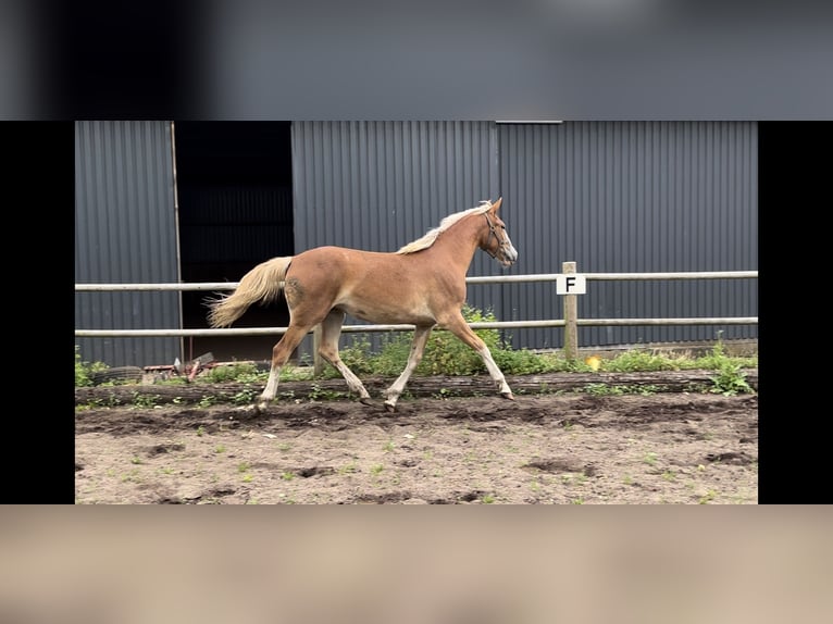 Frederiksborg Mare 1 year 16,1 hh Chestnut in Tønder