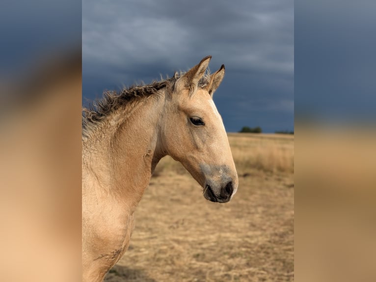 Frederiksborg Mare 1 year Buckskin in Asmundtorp