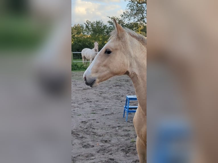 Frederiksborg Mare 1 year Buckskin in Asmundtorp
