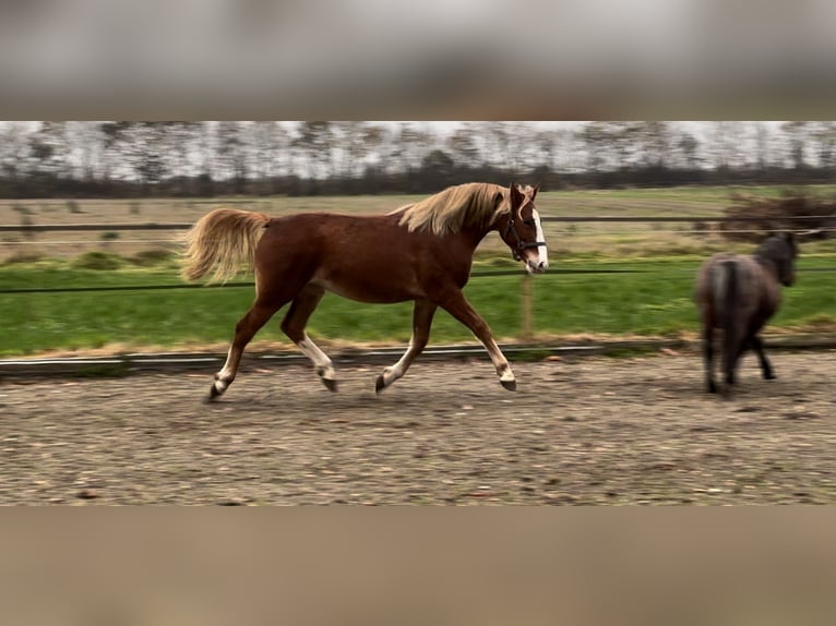 Frederiksborg Mare 2 years 15,2 hh Chestnut in Tønder