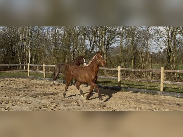 Frederiksborg Mare 2 years 15.2 hh Chestnut-Red in Tønder