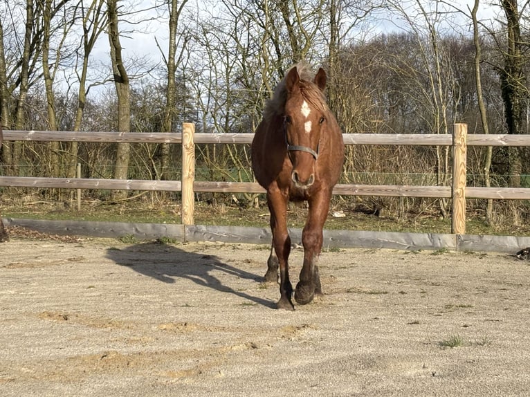 Frederiksborg Mare 2 years 15.2 hh Chestnut-Red in Tønder