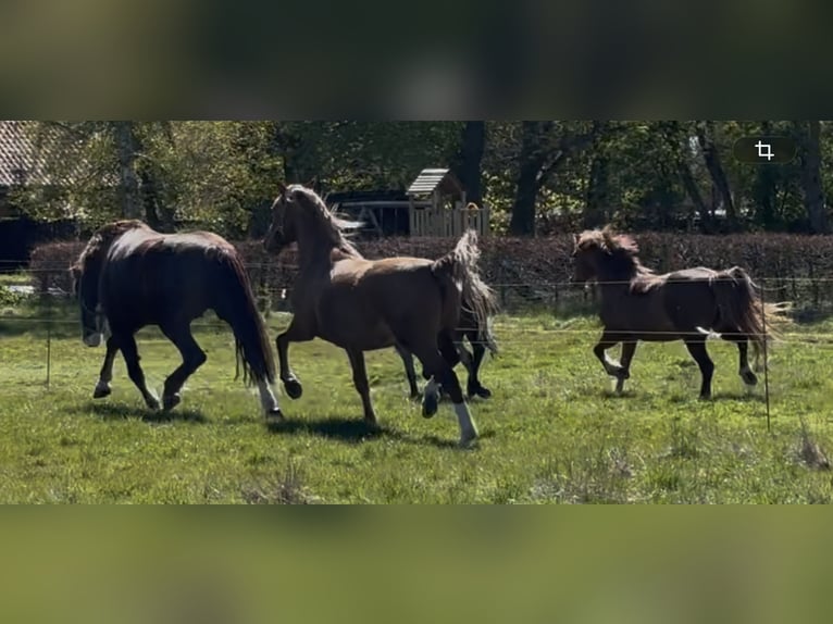 Frederiksborg Mare 2 years 15.2 hh Chestnut-Red in Tønder