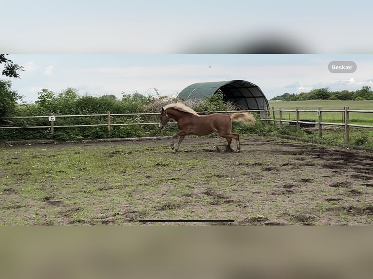 Frederiksborg Mare 2 years 16,1 hh Chestnut in Tønder