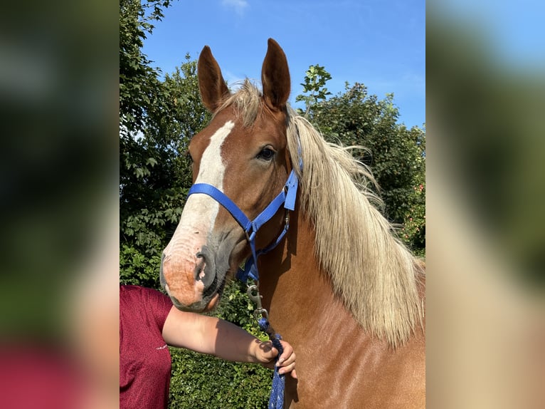 Frederiksborg Mare 2 years 16,1 hh Chestnut in Tønder